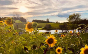 Beautiful sunflowers at Mike's Pond, representing hope, healing, and the natural beauty of this peaceful sanctuary